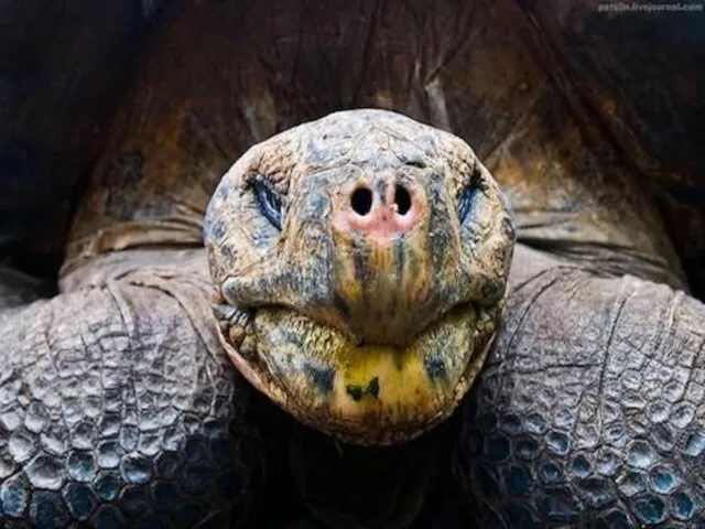 Самое старое животное Самой старой рептилией является галапагосская гигантская черепаха, которая может