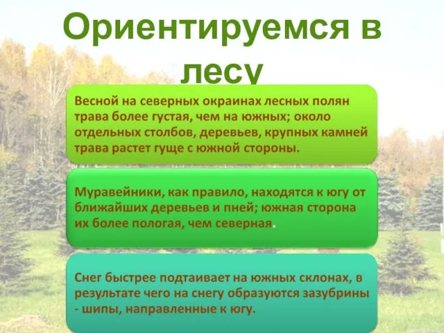 Ориентируемся в лесу