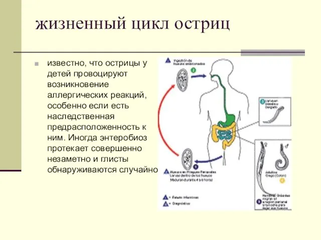 жизненный цикл остриц известно, что острицы у детей провоцируют возникновение аллергических реакций,