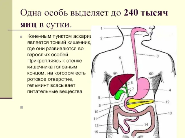 Одна особь выделяет до 240 тысяч яиц в сутки. Конечным пунктом аскарид