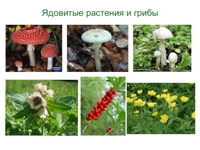 Ядовитые растения и грибы
