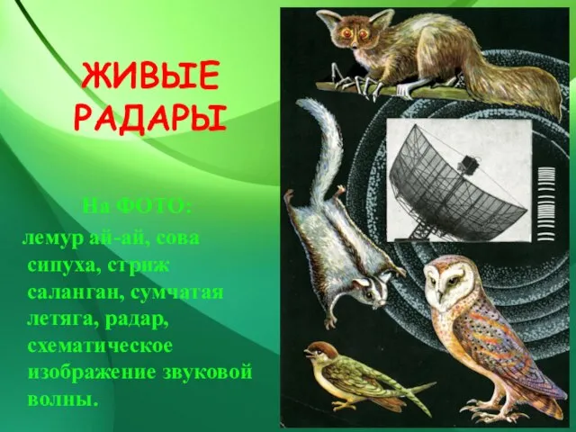 ЖИВЫЕ РАДАРЫ На ФОТО: лемур ай-ай, сова сипуха, стриж саланган, сумчатая летяга,