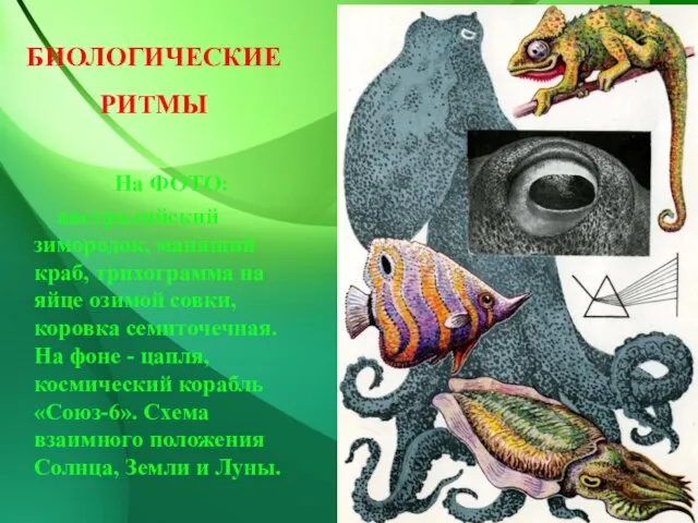 БИОЛОГИЧЕСКИЕ РИТМЫ На ФОТО: австралийский зимородок, манящий краб, трихограмма на яйце озимой