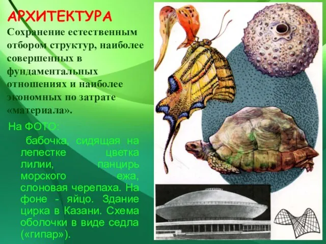 АРХИТЕКТУРА Сохранение естественным отбором структур, наиболее совершенных в фундаментальных отношениях и наиболее