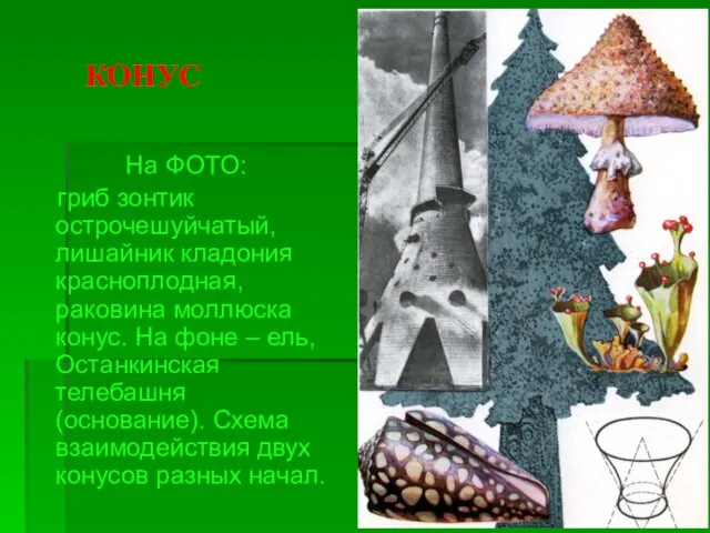 КОНУС На ФОТО: гриб зонтик острочешуйчатый, лишайник кладония красноплодная, раковина моллюска конус.