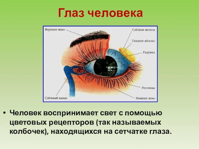Глаз человека Человек воспринимает свет с помощью цветовых рецепторов (так называемых колбочек), находящихся на сетчатке глаза.
