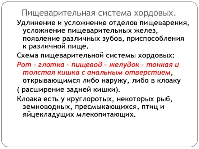 Пищеварительная система хордовых. Удлинение и усложнение отделов пищеварения, усложнение пищеварительных желез, появление