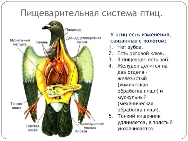 Пищеварительная система птиц. У птиц есть изменения, связанные с полётом: Нет зубов.