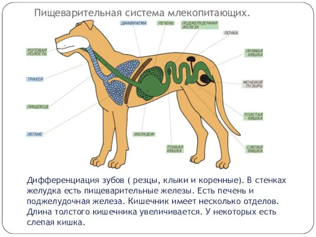 Пищеварительная система млекопитающих. Дифференциация зубов ( резцы, клыки и коренные). В стенках