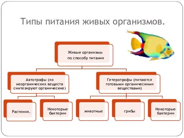 Типы питания живых организмов.