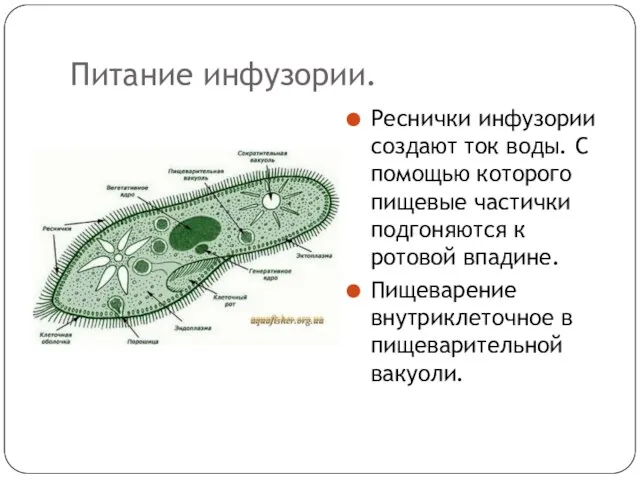 Питание инфузории. Реснички инфузории создают ток воды. С помощью которого пищевые частички