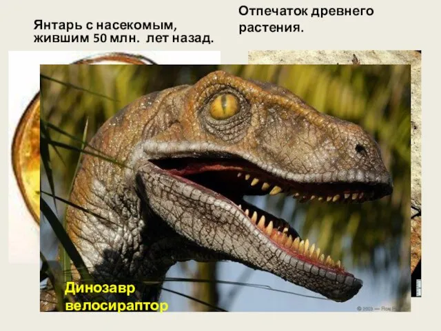 Янтарь с насекомым, жившим 50 млн. лет назад. Отпечаток древнего растения. Динозавр велосираптор