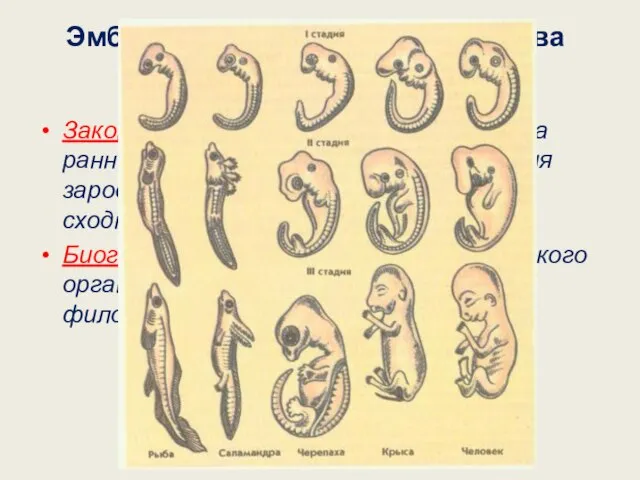 Эмбриологические доказательства эволюции. Закон зародышевого сходства (К.Бэр): на ранних этапах эмбрионального развития