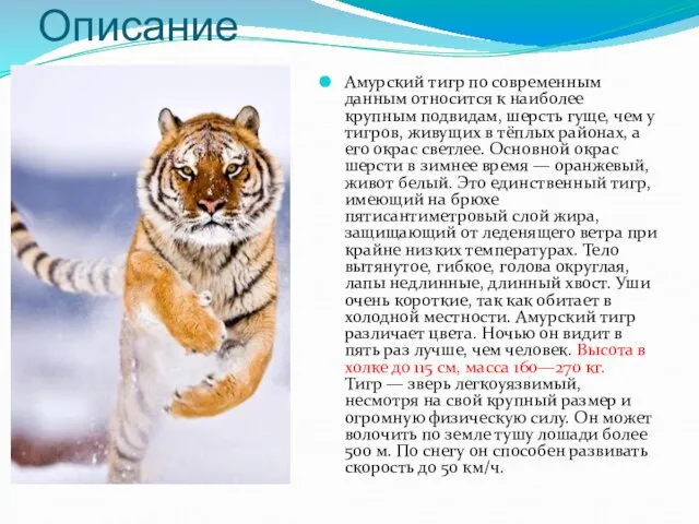 Описание Амурский тигр по современным данным относится к наиболее крупным подвидам, шерсть