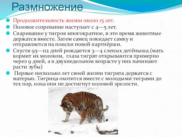 Размножение Продолжительность жизни около 15 лет. Половое созревание наступает с 4—5 лет.