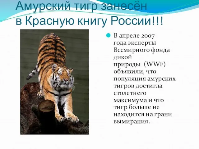 Амурский тигр занесён в Красную книгу России!!! В апреле 2007 года эксперты
