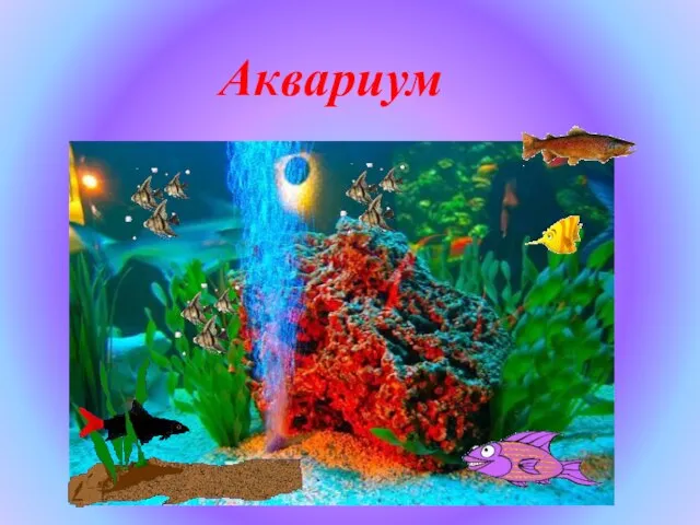 Аквариум