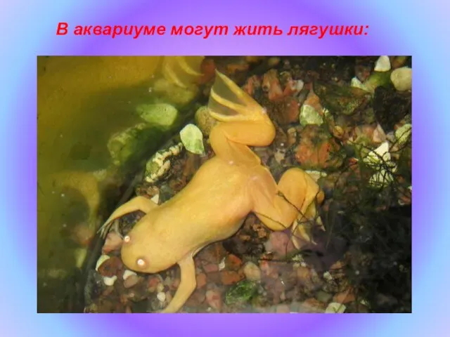 В аквариуме могут жить лягушки: