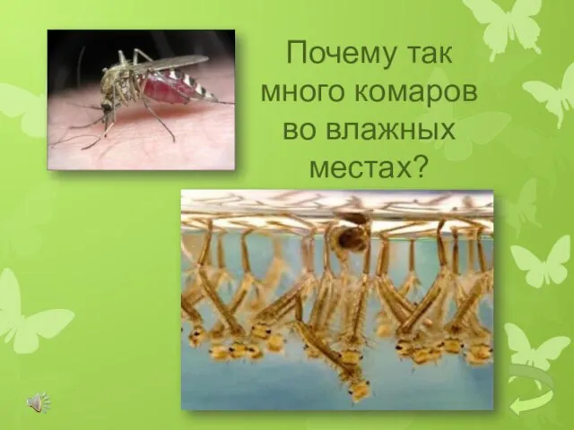 Почему так много комаров во влажных местах?