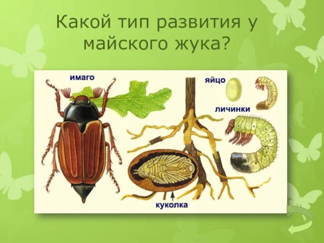 Какой тип развития у майского жука?