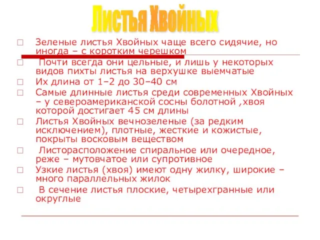 Зеленые листья Хвойных чаще всего сидячие, но иногда – с коротким черешком