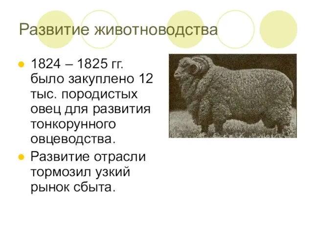 Развитие животноводства 1824 – 1825 гг. было закуплено 12 тыс. породистых овец