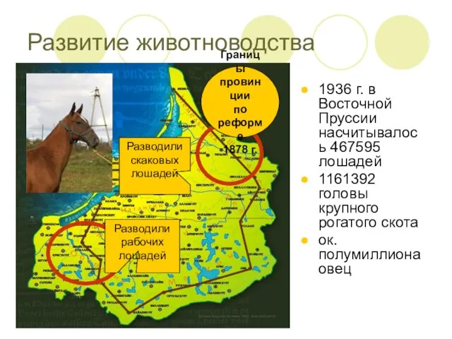 1936 г. в Восточной Пруссии насчитывалось 467595 лошадей 1161392 головы крупного рогатого