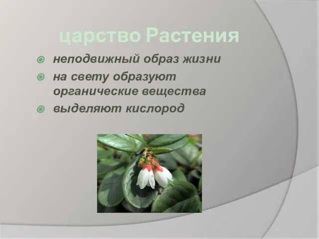 царство Растения неподвижный образ жизни на свету образуют органические вещества выделяют кислород