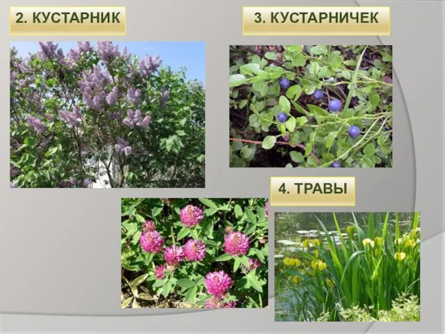 2. КУСТАРНИК 3. КУСТАРНИЧЕК 4. ТРАВЫ