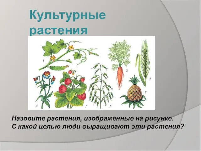 Культурные растения Назовите растения, изображенные на рисунке. С какой целью люди выращивают эти растения?