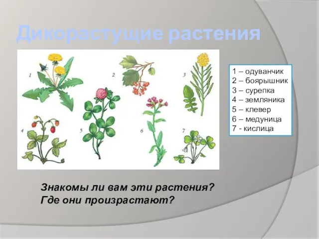 Дикорастущие растения 1 – одуванчик 2 – боярышник 3 – сурепка 4