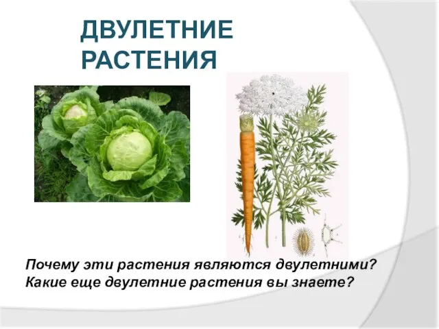 ДВУЛЕТНИЕ РАСТЕНИЯ Почему эти растения являются двулетними? Какие еще двулетние растения вы знаете?