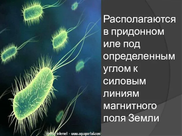 Располагаются в придонном иле под определенным углом к силовым линиям магнитного поля Земли