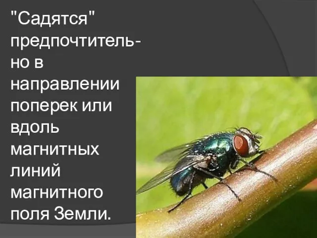 "Садятся" предпочтитель-но в направлении поперек или вдоль магнитных линий магнитного поля Земли.