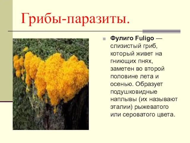 Грибы-паразиты. Фулиго Fuligo — слизистый гриб, который живет на гниющих пнях, заметен