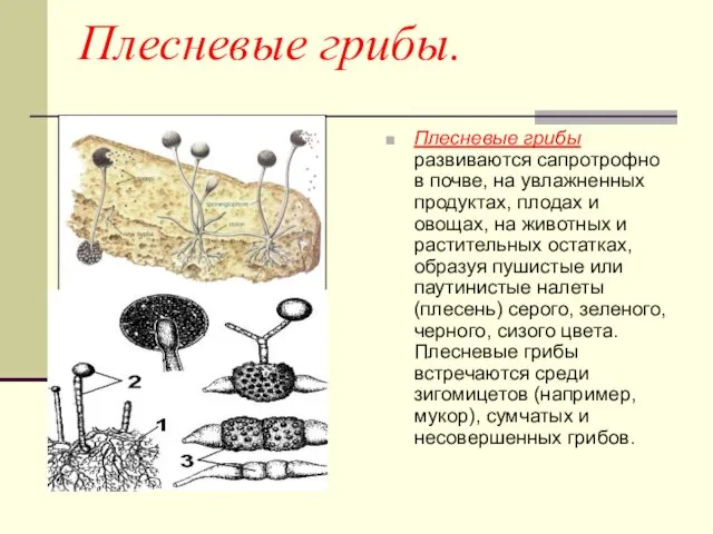 Плесневые грибы. Плесневые грибы развиваются сапротрофно в почве, на увлажненных продуктах, плодах