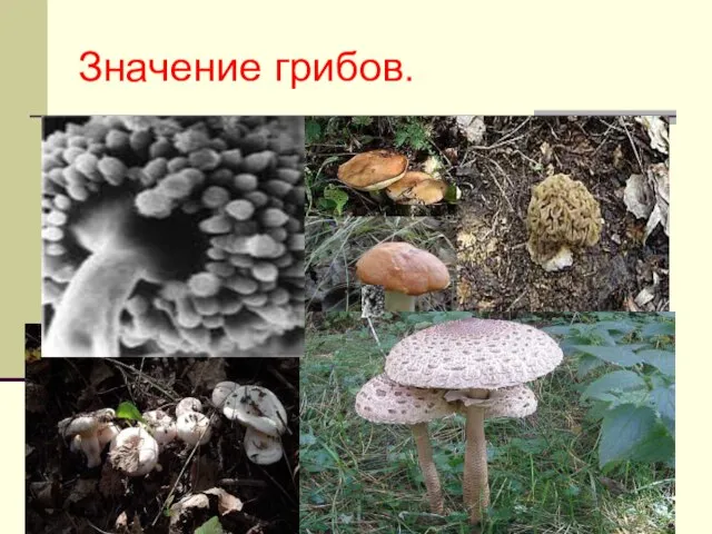 Значение грибов.