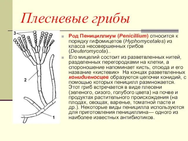 Плесневые грибы Род Пенициллиум (Penicillium) относится к порядку гифомицетов (Hyphomycetales) из класса