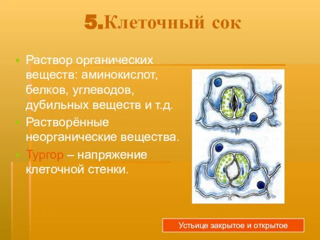 5.Клеточный сок Раствор органических веществ: аминокислот, белков, углеводов, дубильных веществ и т.д.