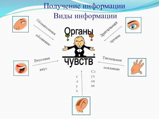 Получение информации Органы чувств обоняние вкус слух осязание зрение Зрительная Слуховая Тактильная Обонятельная Вкусовая Виды информации