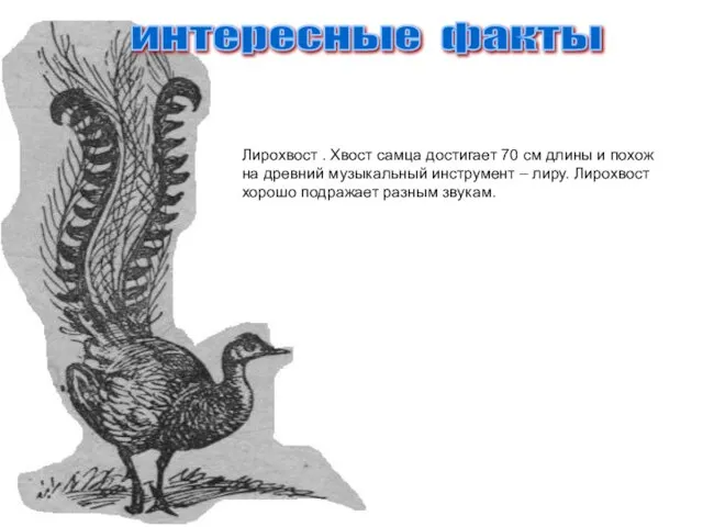 интересные факты Лирохвост . Хвост самца достигает 70 см длины и похож