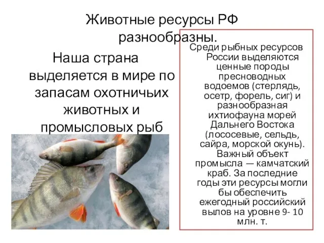 Среди рыбных ресурсов России выделяются ценные породы пресноводных водоемов (стерлядь, осетр, форель,
