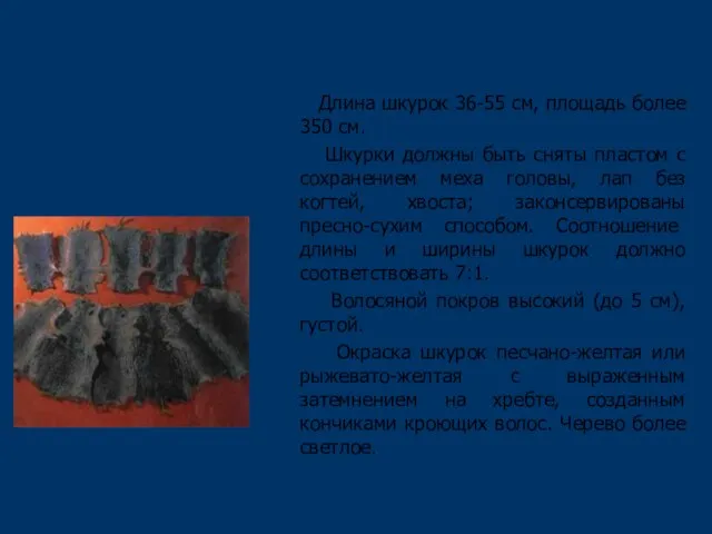 Шкурки суслика-песчаника Длина шкурок 36-55 см, площадь более 350 см. Шкурки должны