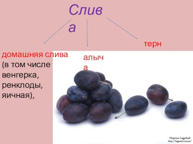 Слива домашняя слива (в том числе венгерка, ренклоды, яичная), алыча терн