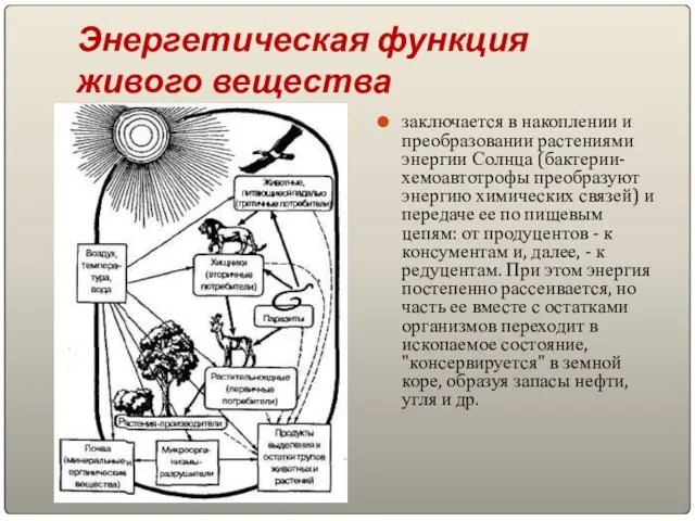 Энергетическая функция живого вещества заключается в накоплении и преобразовании растениями энергии Солнца