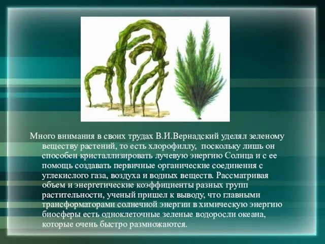 Много внимания в своих трудах В.И.Вернадский уделял зеленому веществу растений, то есть