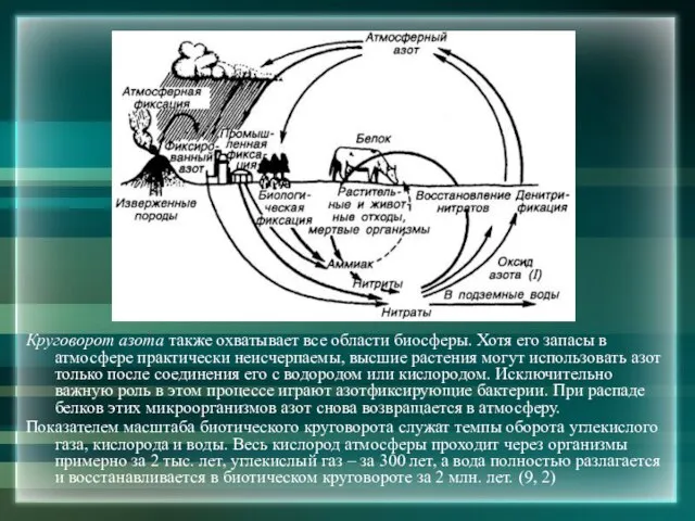 Круговорот азота также охватывает все области биосферы. Хотя его запасы в атмосфере