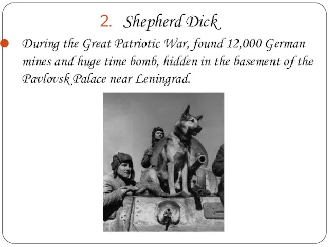 Shepherd Dick During the Great Patriotic War, found 12,000 German mines and