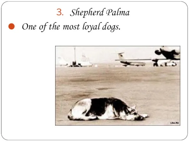Shepherd Palma One of the most loyal dogs.