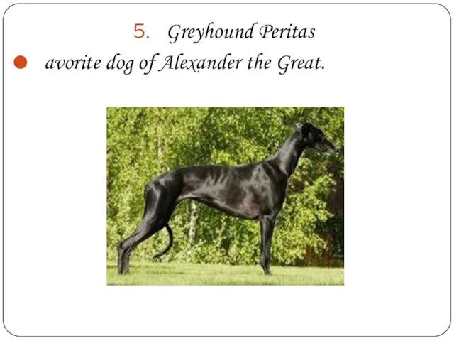 Greyhound Peritas avorite dog of Alexander the Great.